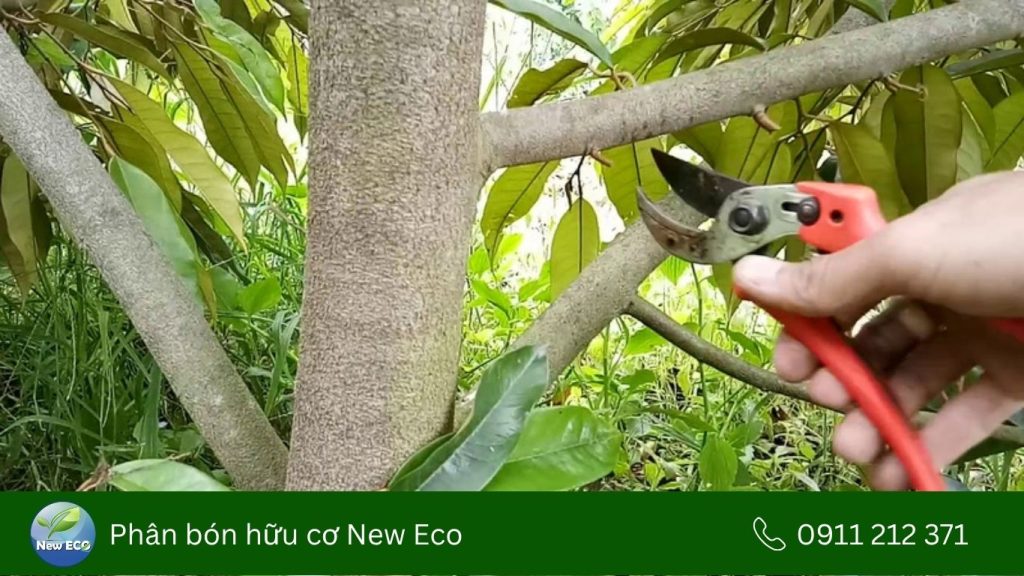 Cắt tỉa cành phục hồi sầu riêng sau thu hoạch