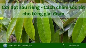 Cách quản lý cơi đọt sầu riêng