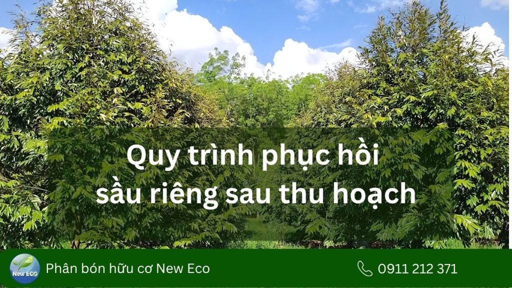 Quy trình phục hồi sẩu riêng sau thu hoạch
