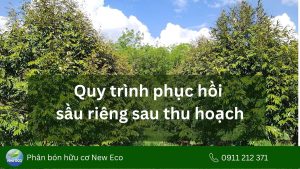 Quy trình phục hồi sẩu riêng sau thu hoạch