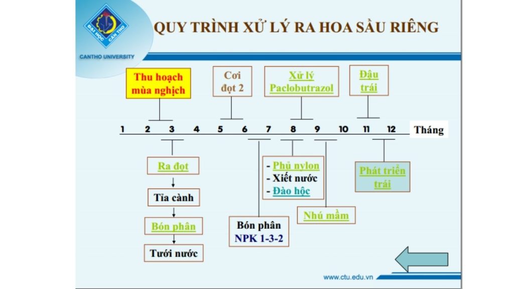 Quy trình xử lý ra hoa sầu riêng