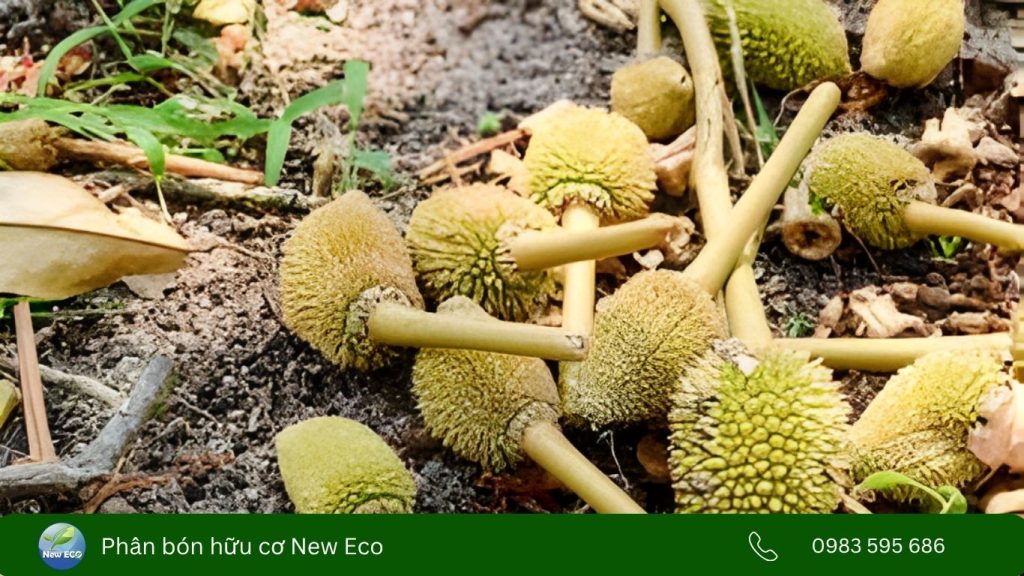 Rụng trái sinh lý