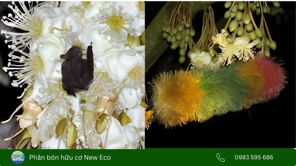 Thụ phấn bổ sung cho hoa sầu riêng để làm tăng sự đậu trái