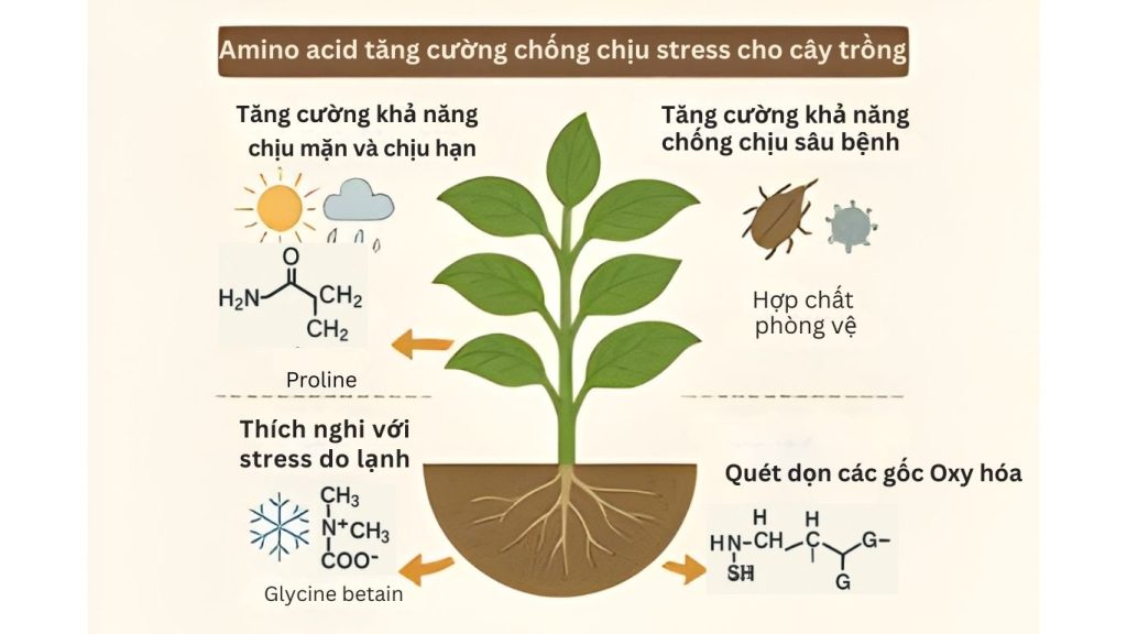 Vai trò của Acid amin đối với cây trồng