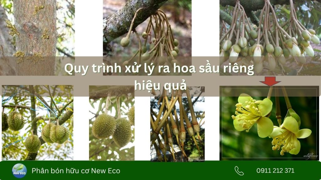 Quy trình xử lý ra hoa sầu riêng