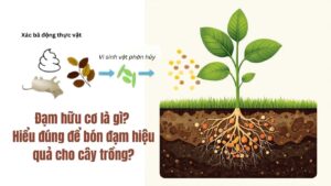 Đạm hữu cơ là gì? Hiểu đúng để bón phân hiệu quả cho cây trồng