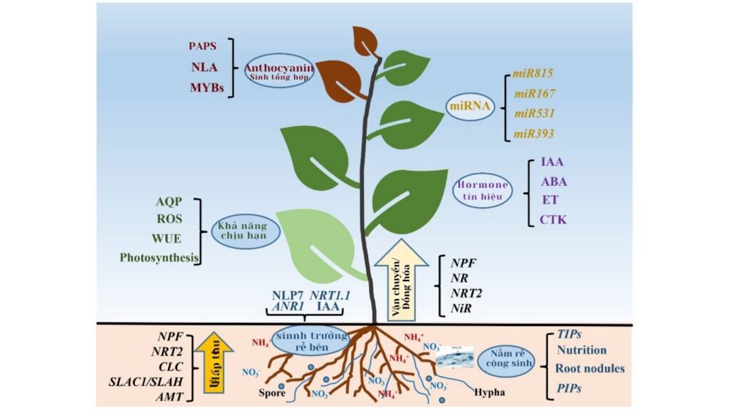 Vai trò của đạm