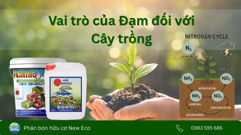 Vai trò của đạm đối với cây trồng