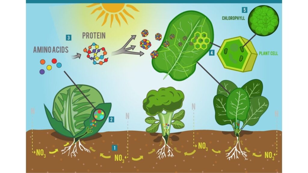 Vai trò của đạm trong quá trình quang hợp