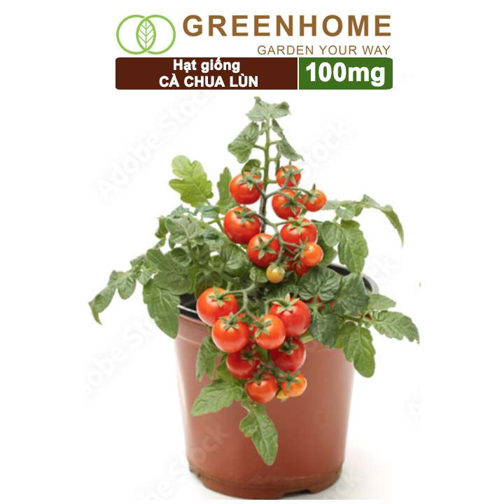 Hạt Giống Cà Chua, Gói 0.1gr, Chịu Nhiệt, Trồng Chậu, Ra Nhiều Quả, Cây Sinh Trưởng Nhanh T15