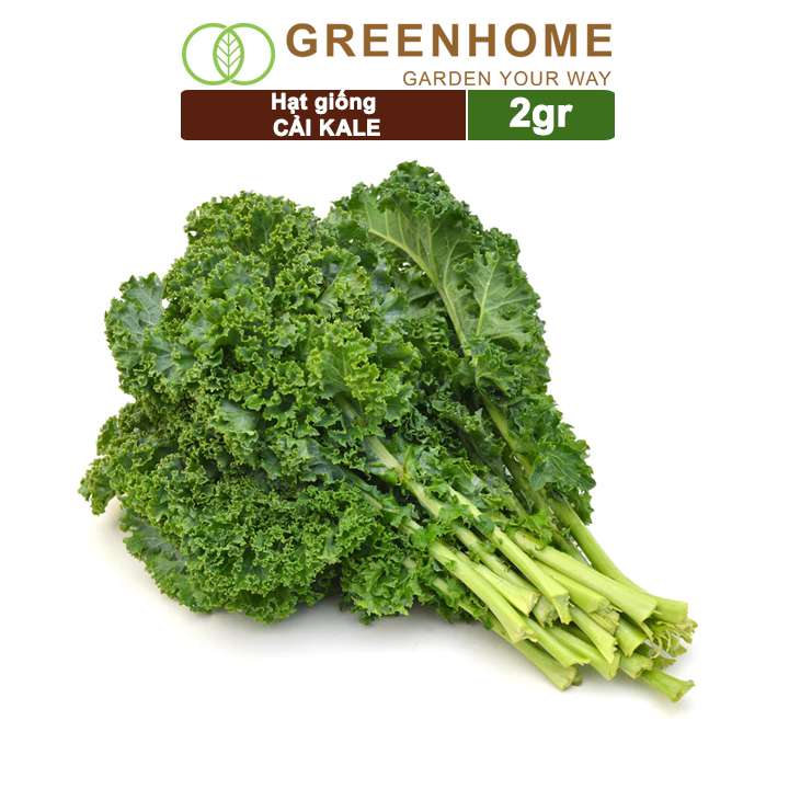 Hạt Giống Cải Xoăn Kale, Gói 2g, Dễ Trồng Quanh Năm, Nảy Mầm Cao, Thu Hoạch Nhanh, Năng Suất Cao R16