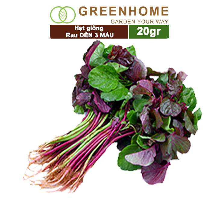 Hạt Giống Rau Dền 3 Màu, Gói 20g, Dễ Trồng Quanh Năm, Nảy Mầm Cao, Thu Hoạch Nhanh, Năng Suất Cao R15