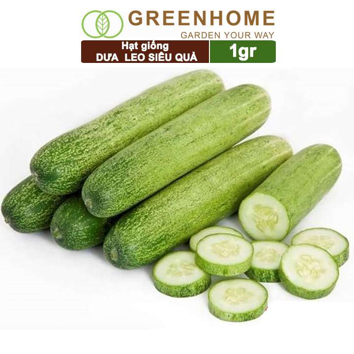 Hạt Giống Dưa Leo, Gói 1gr, Dễ Trồng Quanh Năm, Nảy Mầm Cao, Thu Hoạch Nhanh, Năng Suất Cao T02