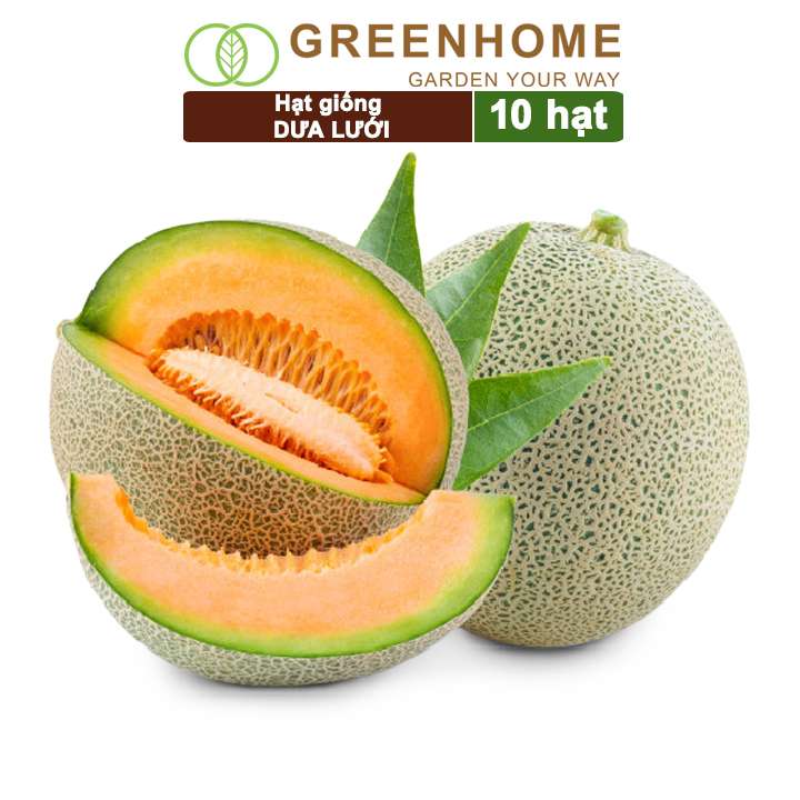 Hạt Giống Dưa Lưới Ruột Vàng, Gói 10 Hạt, Dễ Trồng Quanh Năm, Nảy Mầm Cao, Thu Hoạch Nhanh, Năng Suất Cao T14