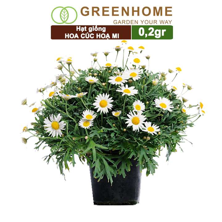 Hạt Giống Cúc Hoạ Mi, Gói 0.2gr, Dễ Trồng Quanh Năm, Hoa Trắng, Nhuỵ Vàng H04
