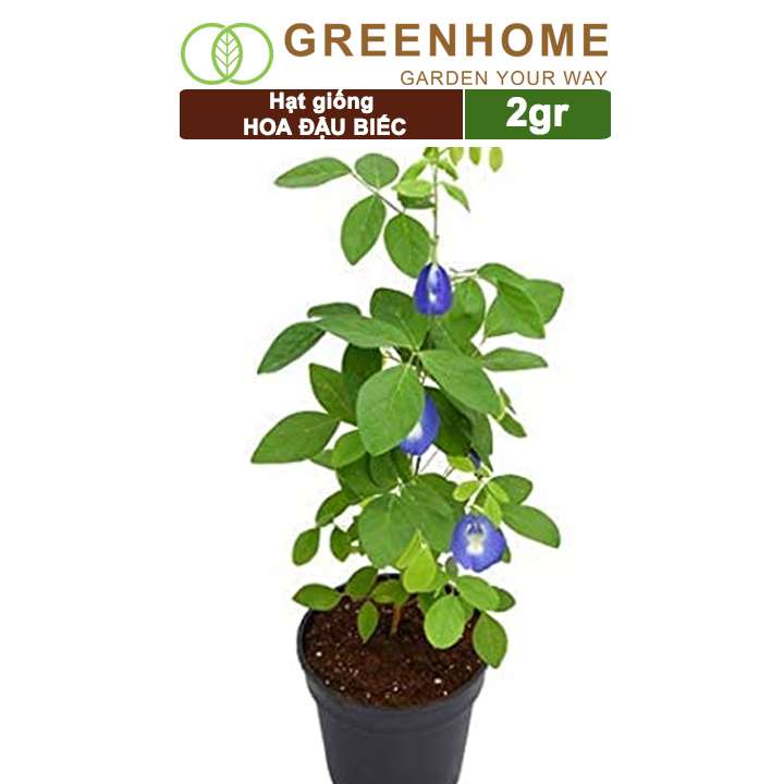 Hạt Giống Hoa Đậu Biếc, Gói 2gr, Sai Hoa, Màu Rực Rỡ, Dễ Trồng Quanh Năm, Nảy Mầm Cao H06