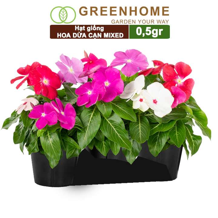 Hạt Giống Hoa Dừa Cạn, Gói 0.5gr, Sai Hoa, Màu Rực Rỡ, Dễ Trồng Quanh Năm, Nảy Mầm Cao H09