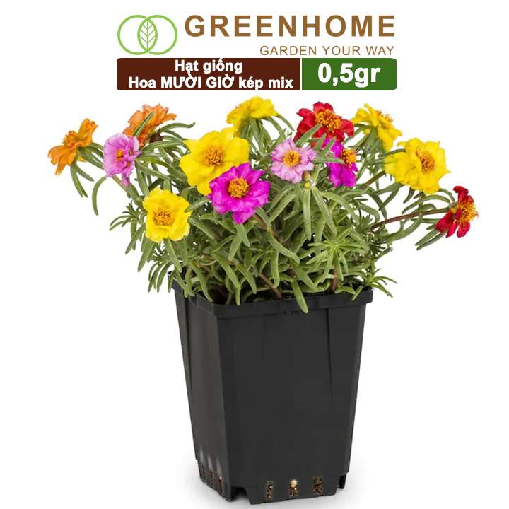 Hạt Giống Hoa Mười Giờ, Gói 0.5gr, Sai Hoa, Màu Rực Rỡ, Dễ Trồng Quanh Năm, Nảy Mầm Cao H08
