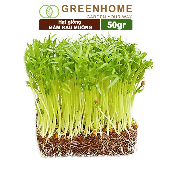 Hạt Giống Mầm Rau Muống, Gói 50g, Dễ Trồng Quanh Năm, Nảy Mầm Cao, Thu Hoạch Nhanh, Năng Suất Cao R14