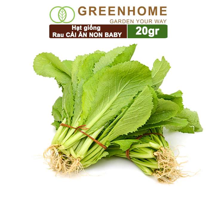 Hạt Giống Rau Cải Ăn Non, Gói 20g, Dễ Trồng Quanh Năm, Nảy Mầm Cao, Thu Hoạch Nhanh, Năng Suất Cao R05