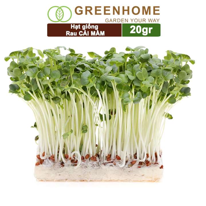 Hạt Giống Rau Cải Mầm Greenhome, Gói 20g, Dễ Trồng Quanh Năm, Nảy Mầm Cao, Thu Hoạch Nhanh, Năng Suất Cao R10
