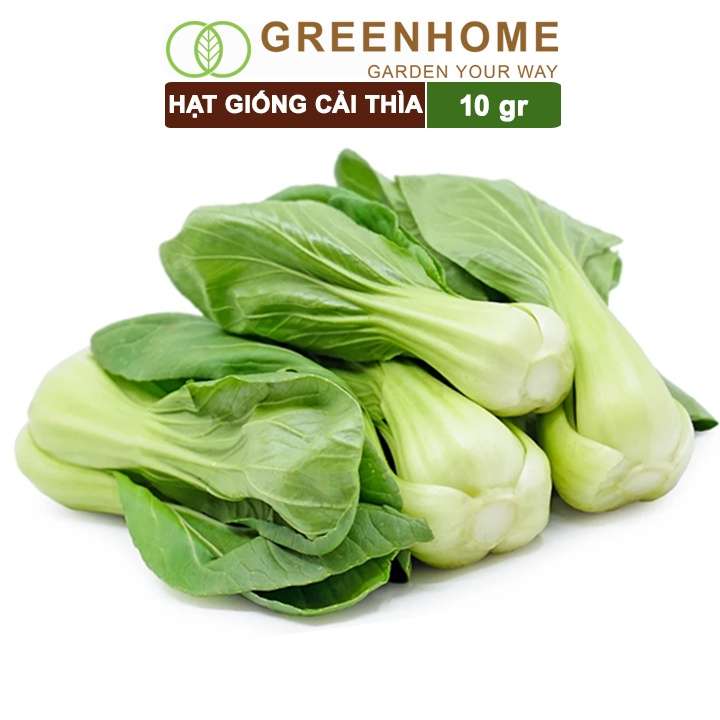 Hạt Giống Rau Cải Thìa, Gói 20g, Dễ Trồng Quanh Năm, Nảy Mầm Cao, Thu Hoạch Nhanh, Năng Suất Cao R08