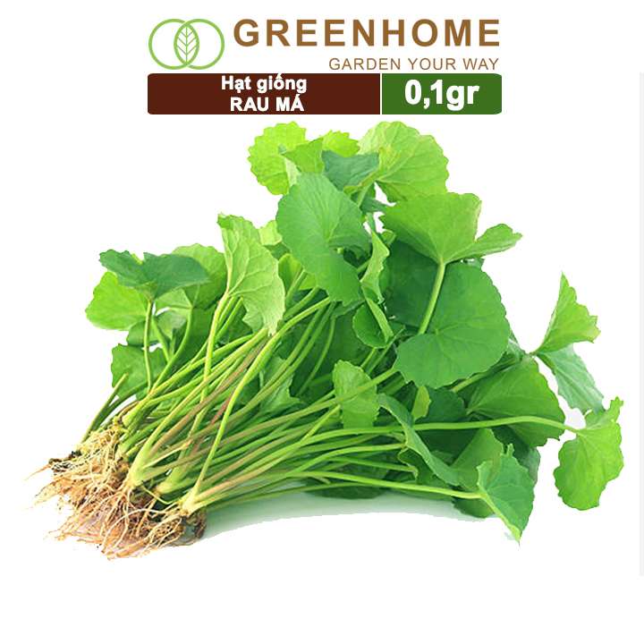 Hạt Giống Rau Má, Gói 20g, Dễ Trồng Quanh Năm, Nảy Mầm Cao, Thu Hoạch Nhanh, Năng Suất Cao R12