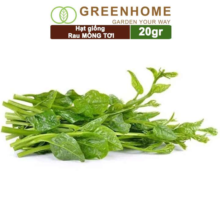 Hạt Giống Rau Mồng Tơi, Gói 20g, Dễ Trồng Quanh Năm, Nảy Mầm Cao, Thu Hoạch Nhanh, Năng Suất Cao R11