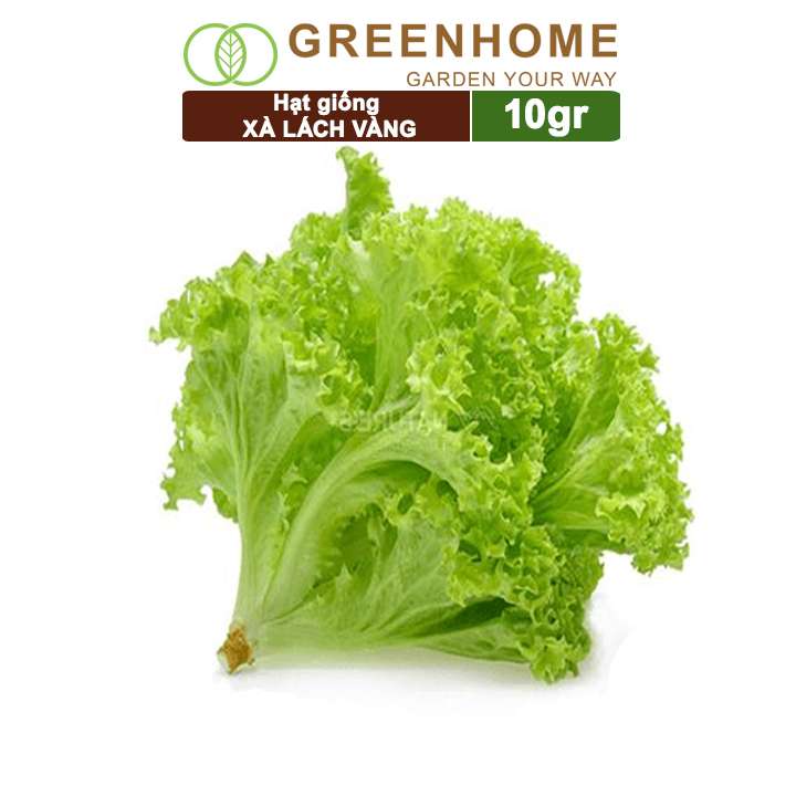Hạt Giống Rau Xà Lách Vàng, Gói 10g, Dễ Trồng Quanh Năm, Nảy Mầm Cao, Thu Hoạch Nhanh, Năng Suất Cao R13