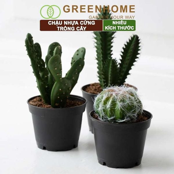 Chậu nhựa trồng cây, đa dạng kích thước, nhựa cứng, thoát nước tốt, trồng cây, hoa, kiểng lá |Greenhome