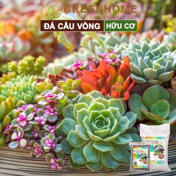 Đá cầu vồng Greenhome, kích rễ, đậm màu, thoát nước tốt, chuyên xương rồng, sen đá, bonsai