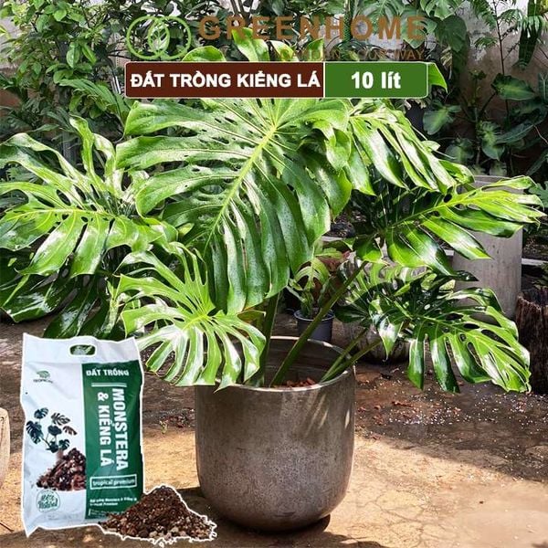 Đất trồng Monstera, kiểng lá, bao 10 lít (3kg), giá thể trộn sẵn, đầy đủ chất Tropical Premium |Greenhome
