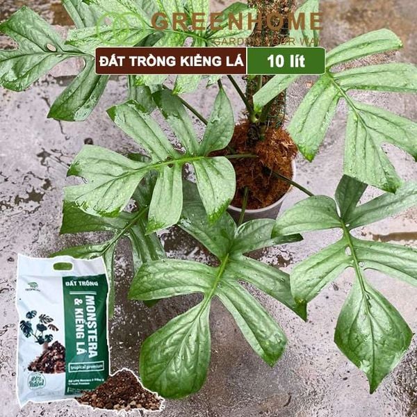 Đất trồng Monstera, kiểng lá, bao 10 lít (3kg), giá thể trộn sẵn, đầy đủ chất Tropical Premium |Greenhome