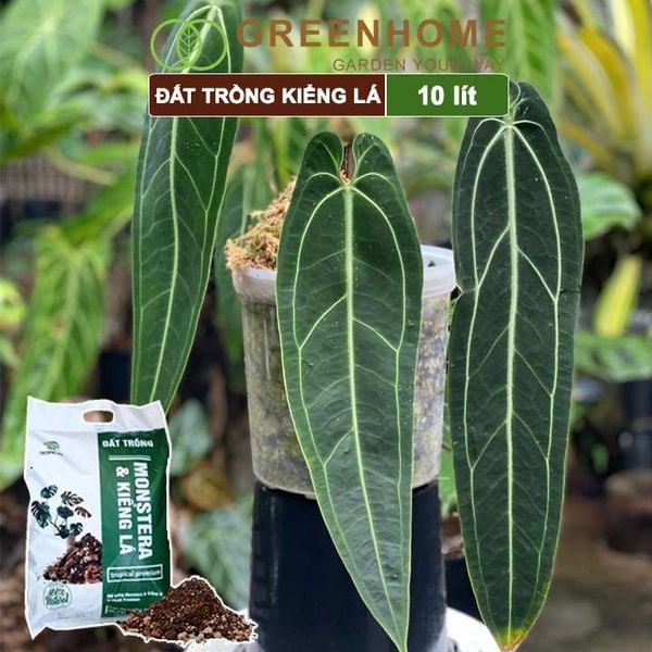Đất trồng Monstera, kiểng lá, bao 10 lít (3kg), giá thể trộn sẵn, đầy đủ chất Tropical Premium |Greenhome
