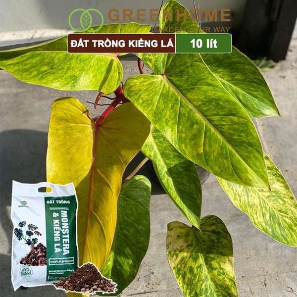 Đất trồng Monstera, kiểng lá, bao 10 lít (3kg), giá thể trộn sẵn, đầy đủ chất Tropical Premium |Greenhome