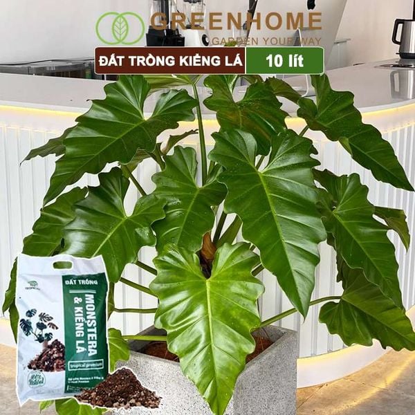 Đất trồng Monstera, kiểng lá, bao 10 lít (3kg), giá thể trộn sẵn, đầy đủ chất Tropical Premium |Greenhome