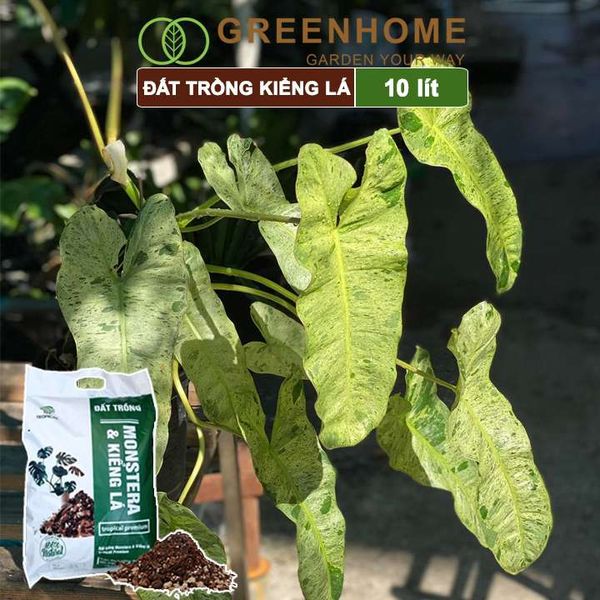Đất trồng Monstera, kiểng lá, bao 10 lít (3kg), giá thể trộn sẵn, đầy đủ chất Tropical Premium |Greenhome