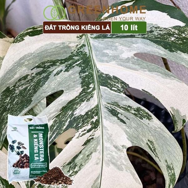 Đất trồng Monstera, kiểng lá, bao 10 lít (3kg), giá thể trộn sẵn, đầy đủ chất Tropical Premium |Greenhome