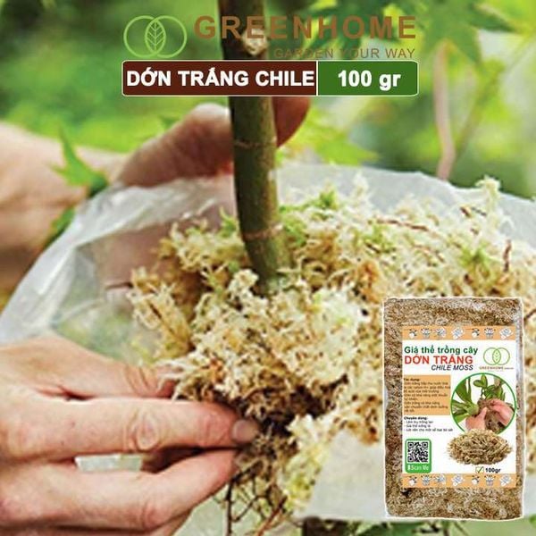 Dớn trắng Chilê, gói 100gr, đã qua xử lý, giữ ẩm tốt, kháng khuẩn tự nhiên, làm giá thể trồng phong lan, kiểng lá hiệu quả |Greenhome