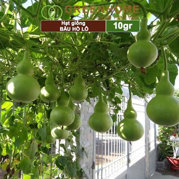 Hạt giống Bầu Hồ lô