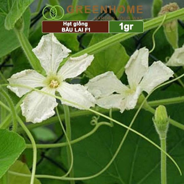 Hạt giống Bầu