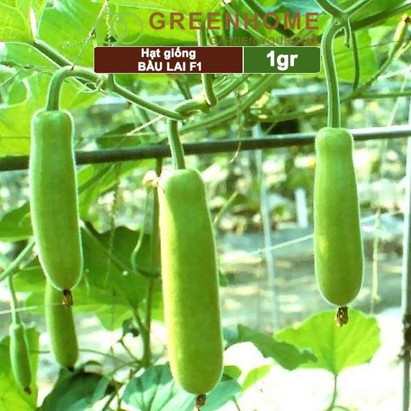 Hạt giống Bầu