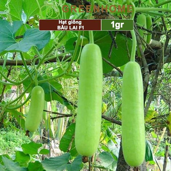 Hạt giống Bầu