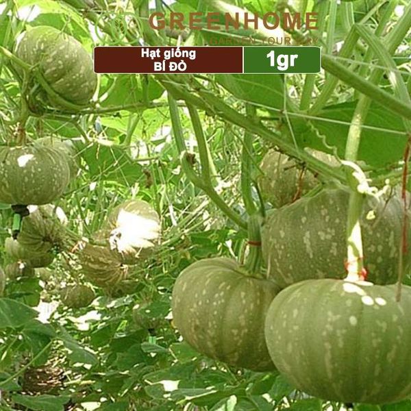 Hạt giống Bí đỏ Greenhome, gói 1gr, trái sai, thịt nhiều, trồng quanh năm T03