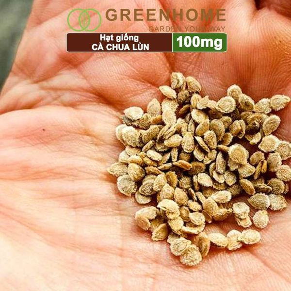 Hạt giống cà chua chịu nhiệt