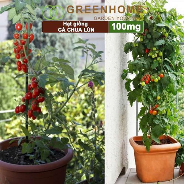 Hạt giống cà chua chịu nhiệt