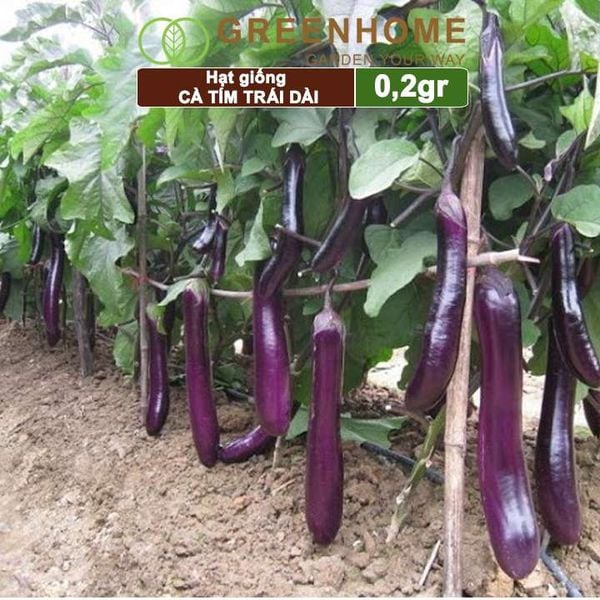 Hạt giống Cà tím