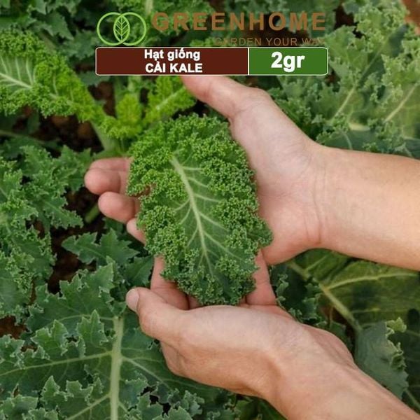 Hạt giống Cải xoăn Kale, 2gr, dễ trồng, giàu dinh dưỡng R16