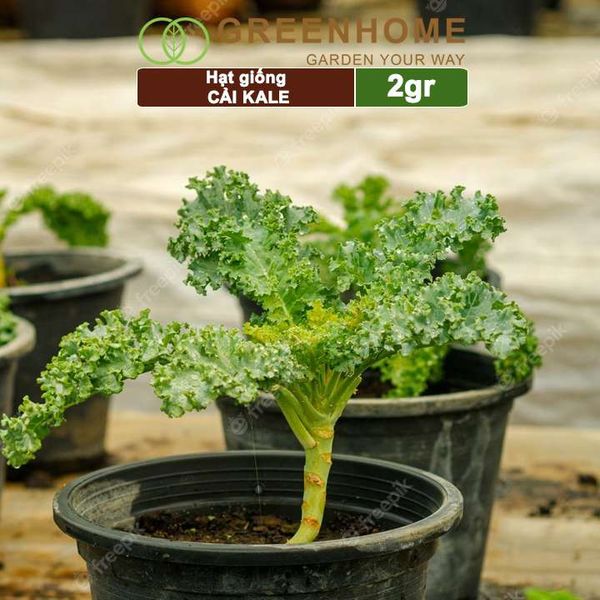 Hạt giống Cải xoăn Kale, 2gr, dễ trồng, giàu dinh dưỡng R16