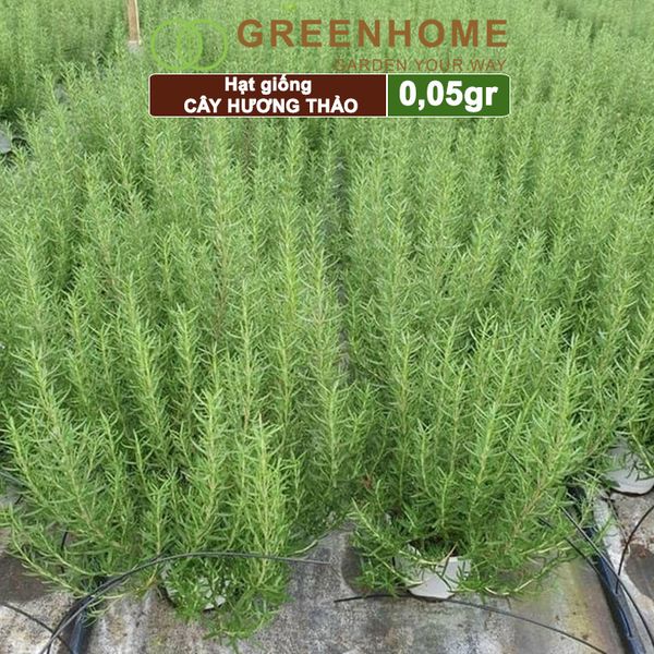 Hạt giống Cây hương thảo, rosemary, gói 0,05gr, dễ trồng, thu hoạch quanh năm G06